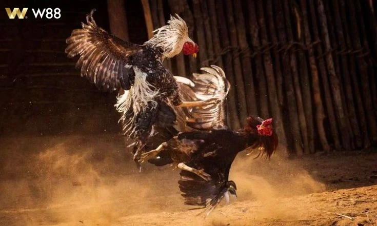 Khuyến mãi hấp dẫn khi chơi Đá Gà Thomo tại W88