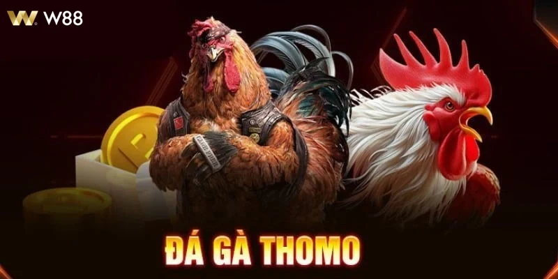 Người chơi hào hứng theo dõi trận đấu Đá Gà Thomo