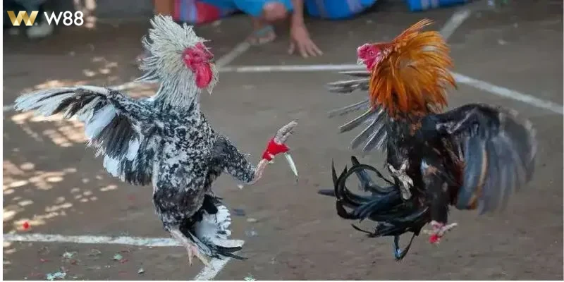 Người chơi tham gia Đá Gà Cựa Dao với nhiều cảm xúc khác nhau.